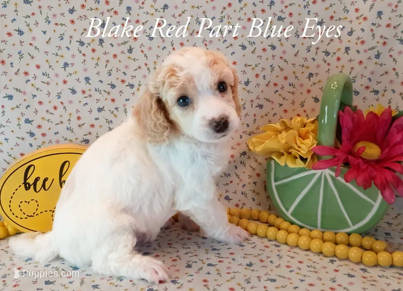 Blake blue eyes – Poodle - Miniature  puppy for sale in Belleview, FL