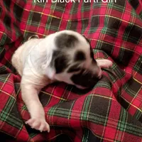 Kiri, a female Poodle - Toy  for sale in Belleview, FL – Photo 4 of 7