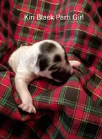 Kiri, a female Poodle - Toy  for sale in Belleview, FL – Photo 4 of 7