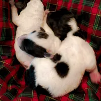 Kiri, a female Poodle - Toy  for sale in Belleview, FL – Photo 7 of 7