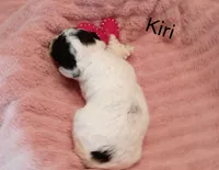 Kiri, a female Poodle - Toy  for sale in Belleview, FL – Photo 3 of 7