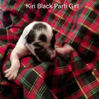 Kiri, a female Poodle - Toy  for sale in Belleview, FL – Photo 5 of 7