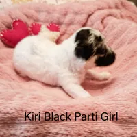 Kiri, a female Poodle - Toy  for sale in Belleview, FL – Photo 2 of 7