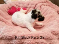 Kiri, a female Poodle - Toy  for sale in Belleview, FL – Photo 2 of 7