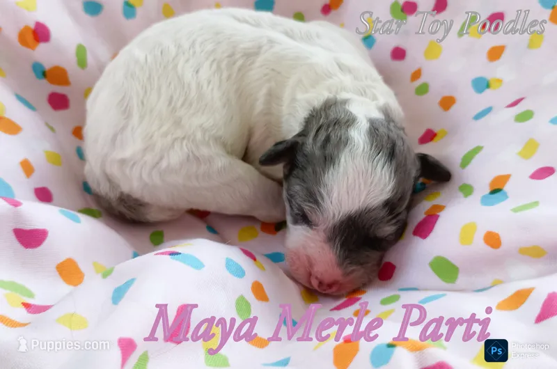 Maya – Poodle - Miniature  puppy for sale in Belleview, FL