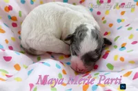 Maya, a female Poodle - Miniature  for sale in Belleview, FL – 1 of 2