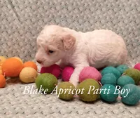 Blake blue eyes, a male Poodle - Miniature  for sale in Belleview, FL – 1 of 4
