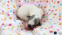 Maya, a female Poodle - Miniature  for sale in Belleview, FL – 2 of 2
