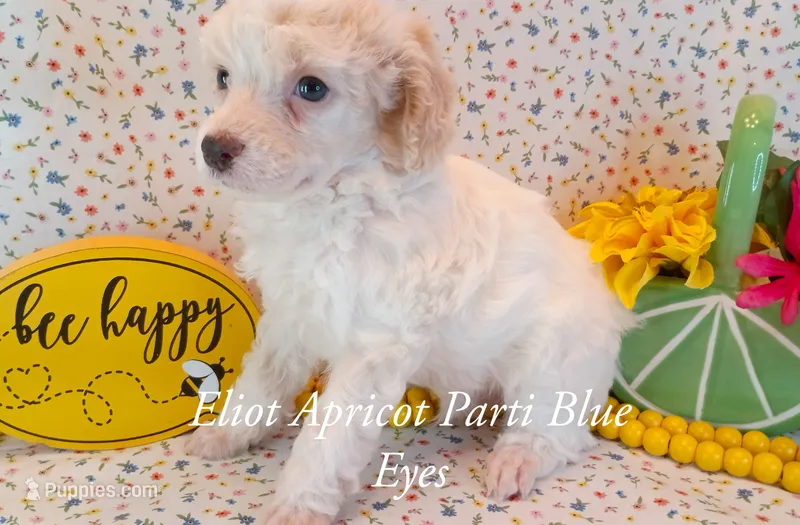 Eliot  blue eyes – Poodle - Miniature  puppy for sale in Belleview, FL