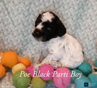 Poe, a male Poodle - Toy  for sale in Belleview, FL – 2 of 4