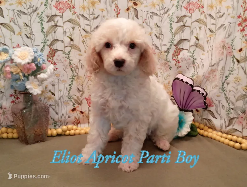 Eliot  blue eyes – Poodle - Miniature  puppy for sale in Belleview, FL