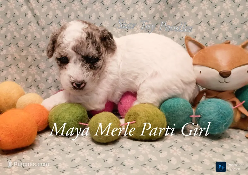 Maya – Poodle - Miniature  puppy for sale in Belleview, FL