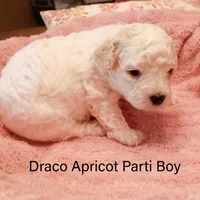 Draco, a male Poodle - Toy  and Poodle - Miniature  for sale in Belleview, FL – Photo 8 of 10