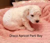 Draco, a male Poodle - Miniature  for sale in Belleview, FL – Photo 4 of 8