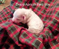 Draco, a male Poodle - Miniature  for sale in Belleview, FL – Photo 5 of 8