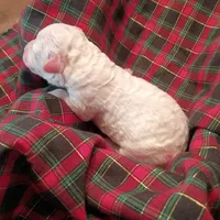 Draco, a male Poodle - Toy  and Poodle - Miniature  for sale in Belleview, FL – Photo 10 of 10