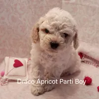Draco, a male Poodle - Toy  and Poodle - Miniature  for sale in Belleview, FL – Photo 6 of 10