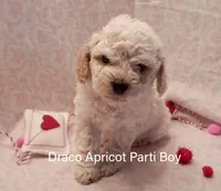 Draco, a male Poodle - Miniature  for sale in Belleview, FL – Photo 2 of 8