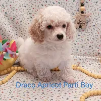 Draco, a male Poodle - Toy  and Poodle - Miniature  for sale in Belleview, FL – Photo 4 of 10