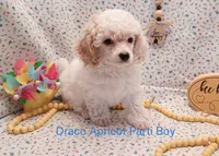 Draco, a male Poodle - Toy  and Poodle - Miniature  for sale in Belleview, FL – Photo 1 of 10