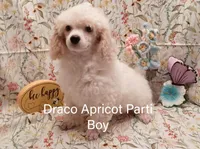 Draco, a male Poodle - Toy  and Poodle - Miniature  for sale in Belleview, FL – Photo 1 of 10