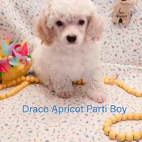Draco, a male Poodle - Toy  and Poodle - Miniature  for sale in Belleview, FL – Photo 3 of 10