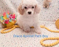 Draco, a male Poodle - Toy  and Poodle - Miniature  for sale in Belleview, FL – Photo 2 of 10