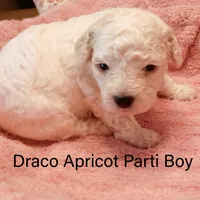 Draco, a male Poodle - Toy  and Poodle - Miniature  for sale in Belleview, FL – Photo 7 of 10