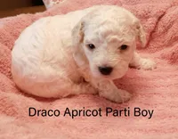 Draco, a male Poodle - Miniature  for sale in Belleview, FL – Photo 3 of 8
