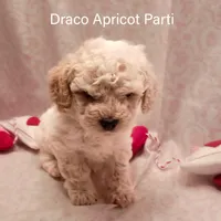 Draco, a male Poodle - Toy  and Poodle - Miniature  for sale in Belleview, FL – Photo 5 of 10