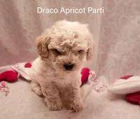 Draco, a male Poodle - Miniature  for sale in Belleview, FL – Photo 1 of 8