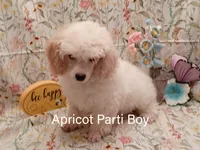 Draco, a male Poodle - Toy  and Poodle - Miniature  for sale in Belleview, FL – Photo 2 of 10