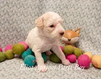 Eliot  blue eyes, a male Poodle - Miniature  for sale in Belleview, FL – 2 of 4