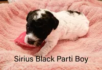 Sirius, a male Poodle - Miniature  for sale in Belleview, FL – Photo 1 of 6