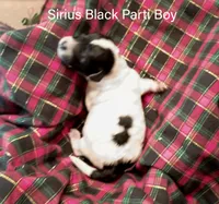 Sirius, a male Poodle - Miniature  for sale in Belleview, FL – Photo 3 of 6