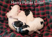 Sirius, a male Poodle - Miniature  for sale in Belleview, FL – Photo 5 of 6