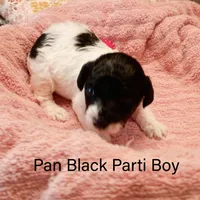 Pan, a male Poodle - Miniature  for sale in Belleview, FL – Photo 7 of 9