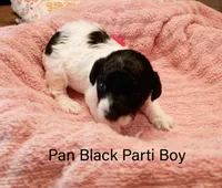 Pan, a male Poodle - Miniature  for sale in Belleview, FL – Photo 6 of 10