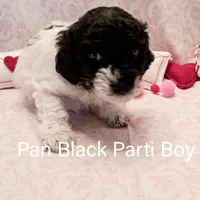 Pan, a male Poodle - Miniature  for sale in Belleview, FL – Photo 3 of 9