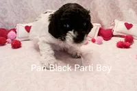 Pan, a male Poodle - Miniature  for sale in Belleview, FL – Photo 3 of 10