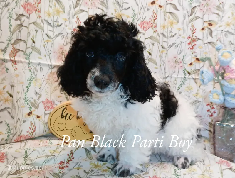 Pan – Poodle - Miniature  puppy for sale in Belleview, FL