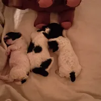 Pan, a male Poodle - Miniature  for sale in Belleview, FL – Photo 5 of 9