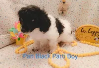Pan, a male Poodle - Miniature  for sale in Belleview, FL – Photo 2 of 10