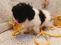 Pan, a male Poodle - Miniature  for sale in Belleview, FL – Photo 1 of 10