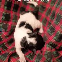 Pan, a male Poodle - Miniature  for sale in Belleview, FL – Photo 8 of 9