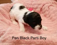 Pan, a male Poodle - Miniature  for sale in Belleview, FL – Photo 5 of 10