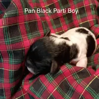 Pan, a male Poodle - Miniature  for sale in Belleview, FL – Photo 6 of 9