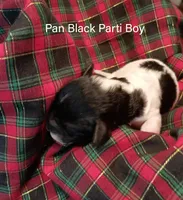 Pan, a male Poodle - Miniature  for sale in Belleview, FL – Photo 8 of 10