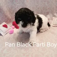 Pan, a male Poodle - Miniature  for sale in Belleview, FL – Photo 4 of 9