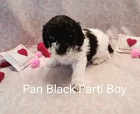 Pan, a male Poodle - Miniature  for sale in Belleview, FL – Photo 4 of 10